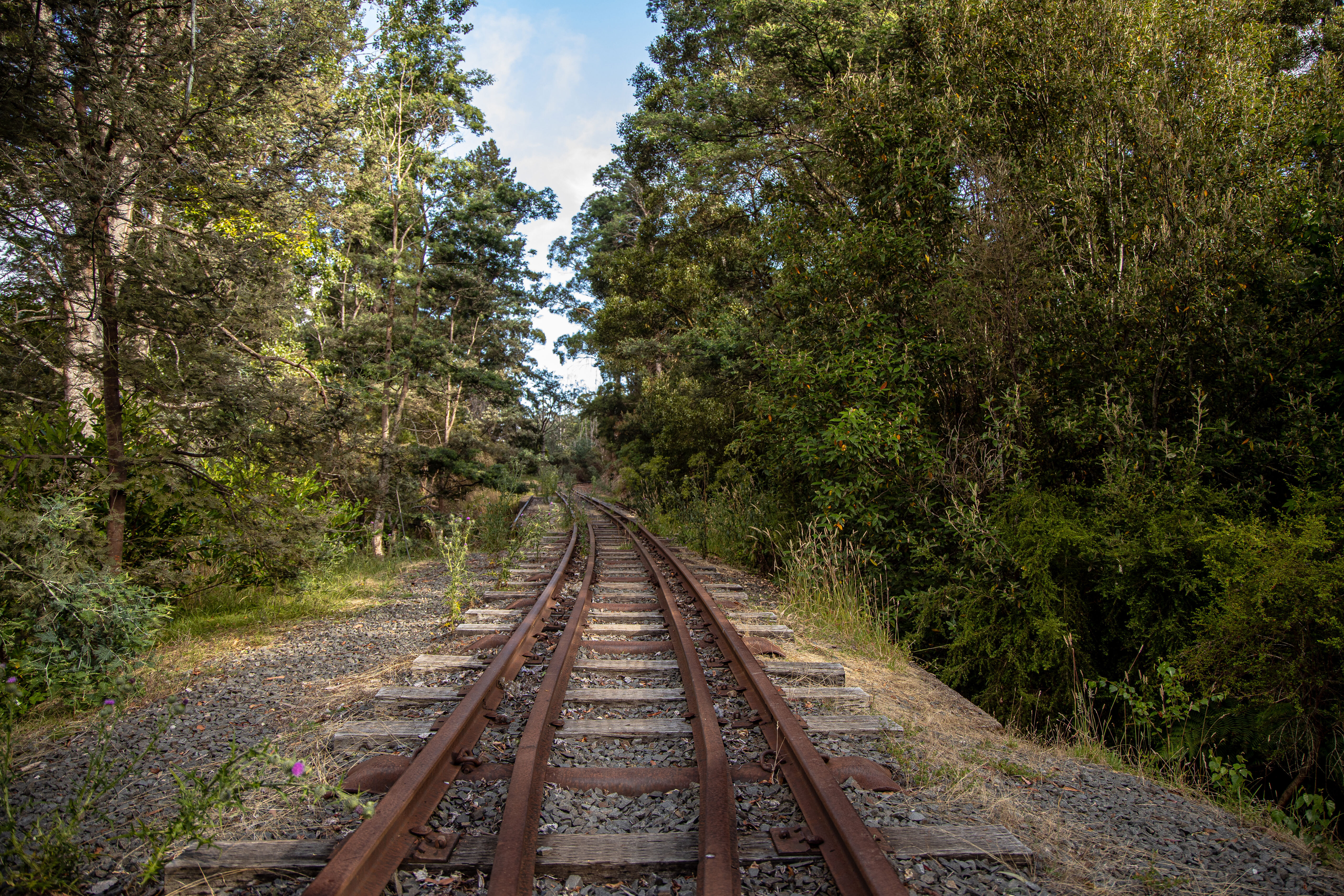Image TAS Track near Launceston Jan 2021 i Stock 1301446096